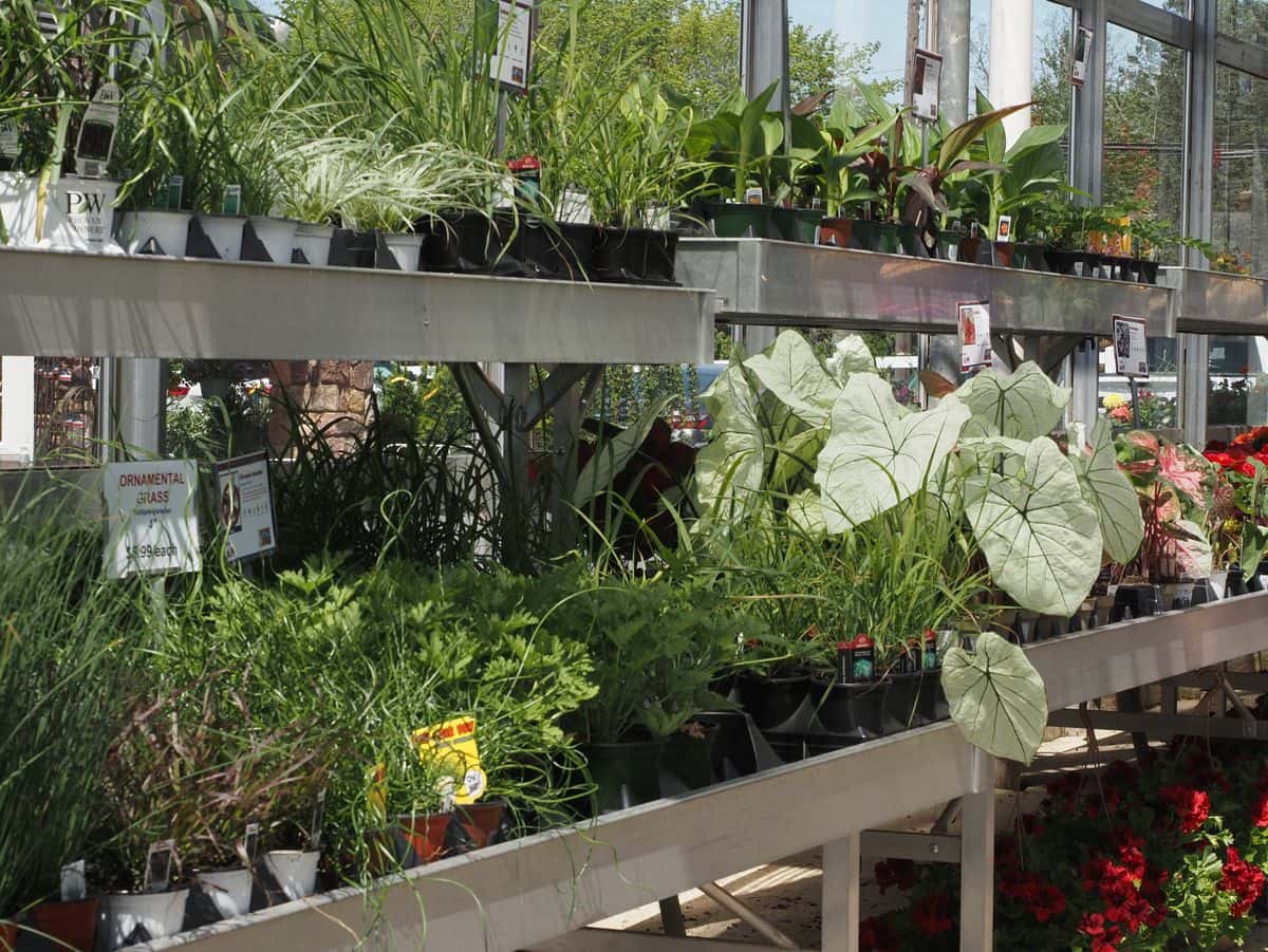 Garden center benches full of plants